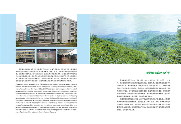 云南烏蒙健爾昭通天麻宣傳畫冊設(shè)計