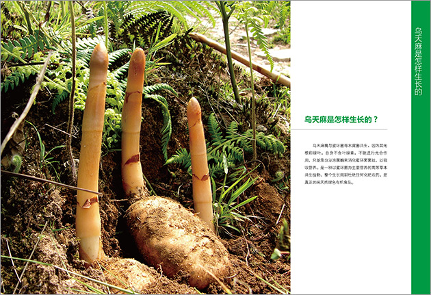 云南烏蒙健爾昭通天麻畫冊設(shè)計